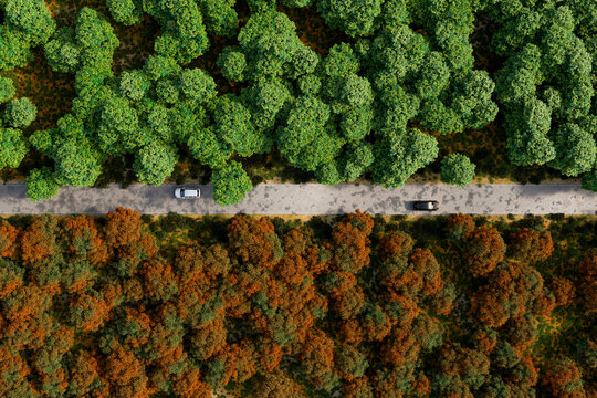 3D highway splits contrasting autumn forest tones