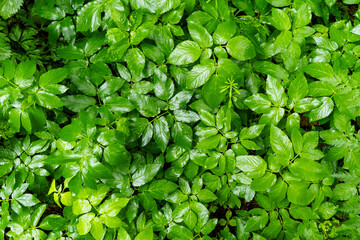 Understory vegetation in the Białowieża Forest, Poland