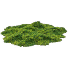 Green Tropical Bush With Small Yellow Flower Clusters Studio Render Isolated On Transparent Background Detailed Realistic Vegetation