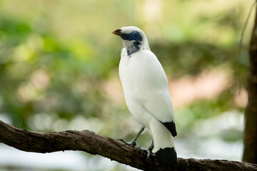 Bali myna
The Bali myna is a bright white songbird with a blue eye patch and sleek crest.