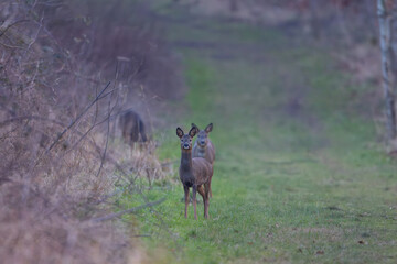 Roe Deer staring at the camera on the edge of woodland, England, UK.
