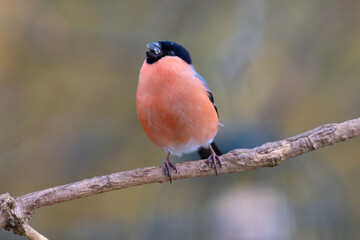Male Bullfinch perched on a  twig, County Durham, England, UK.