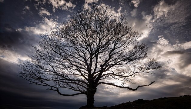 a barren tree silhouetted against a cloudy sky