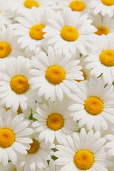 Fototapeta premium daisies on white background oil painting style illustration 