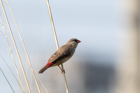 Red Avadavat
The Red Avadavat is a tiny, bright red finch with white spots.