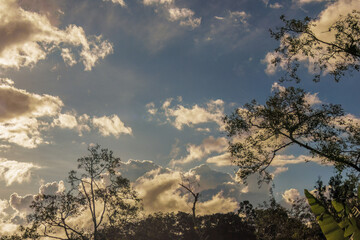 An almost clear sky above some alder trees at the beginning of the sunset, in a forest in the eastern Andean mountains of central Colombia. near the Iguaque natural reserve.