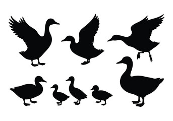 Obraz premium Duck and duckling silhouettes