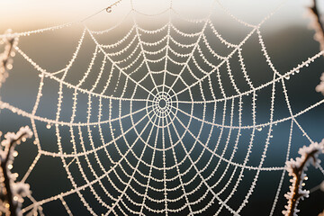 Magical Frost-Covered Spiderweb Glowing in the Sunrise Light, Delicate Winter Nature Macro

