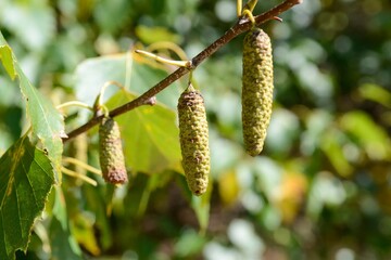 Obraz premium Betula pendula, a deciduous tree in the Betulaceae family, recognized by its white peeling bark and triangular leaves, thriving in cold northern forests. Photographed in Korea.