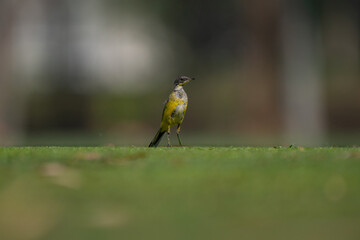 Fototapeta premium Eastern yellow wagtail portrait running on the ground in a city garden in India, looking in camera 
