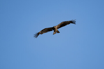 Obraz premium Black kite close up flying in blue sky background at sunset at eyes level