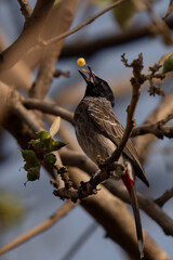 Red-vented bulbul close up eating a fruit on a tree branch in Indian forest at sunrise. Beautiful red color visible 