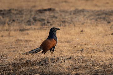 Greater coucal searching for food in Indian rural area at sunrise, beautiful red eyes and colors visible with the sun light 