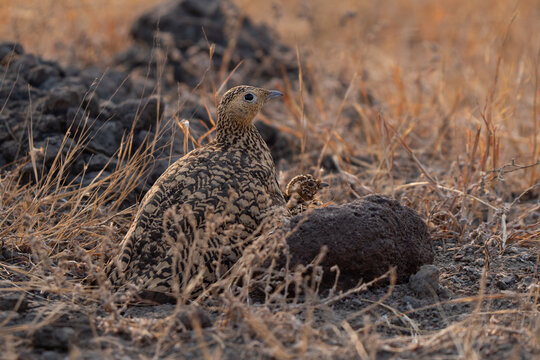 Chestnut-bellied sandgrouse female and chick cute close up in dry Indian grassland at sunrise. Chick in typical camouflage color, common for all sandgrouse species