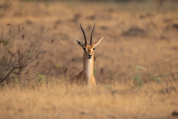 Indian gazelle cute and funny portrait in Indian grassland at sunrise, elegant profile and agile animal is protected in India and Pakistan 