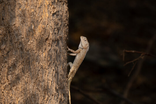 Oriental garden lizard clinged on a branch tree in India 