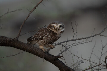 Spotted owlet (Athene Brama) ready to attack.They roost in small groups in the hollows of trees or in cavities in rocks and buildings. It nests in a hole in a tree or building, laying 3–5 eggs