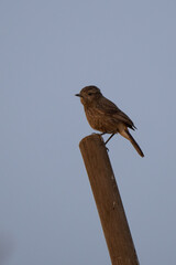 Pied bushchat female standing in the sunset on a wooden pole in an Indian rural area
