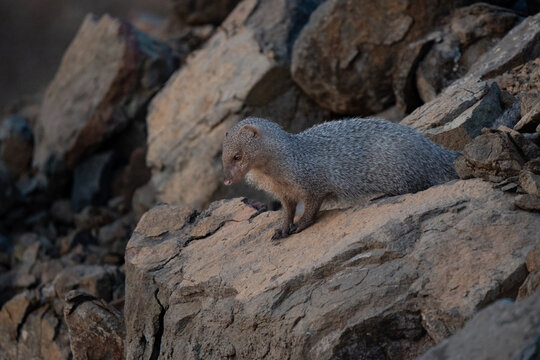 Indian grey mongoose close up appearing at sunrise during the hunt, with camouflage colors through the stones 