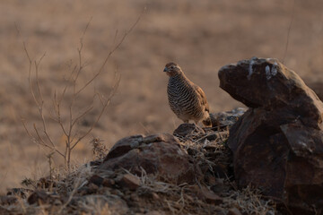 Rock bush quail intense portrait at sunrise in Indian dry grassland 