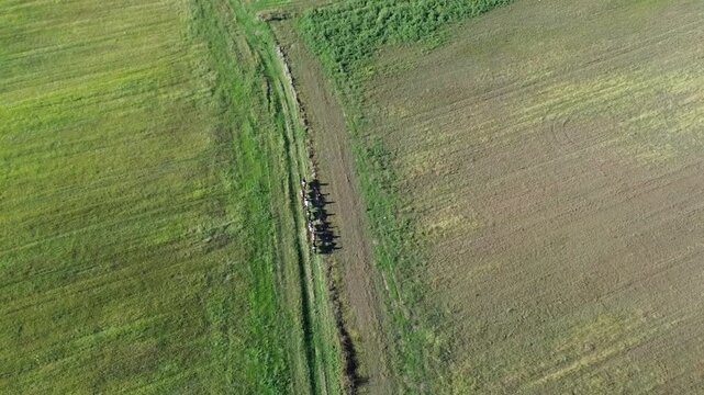 Cavalli Ripresi da Drone su Sentiero tra Campi Verdi