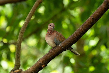 Laughing Dove
The Laughing Dove is a small, gentle bird known for its soft, chuckling call and warm, pinkish-brown plumage.