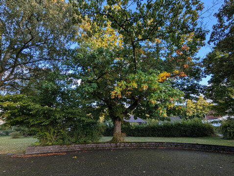 Eiche, Baum, Eichenbaum, alter Baum, Herbst, Laubbaum