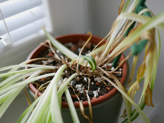 Dried indoor Chlorophytum Spider Plant showing signs of poor care