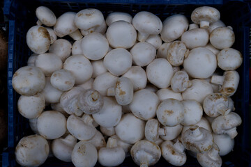 fresh mushrooms in the market