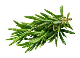Fresh rosemary herb sprigs culinary scene nature flavor isolated on transparent background