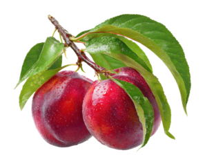 Harvesting fresh plums orchard food natural isolated on transparent background