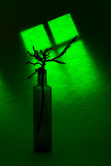 Still life with a bottle and a plant "Green Eyarning"