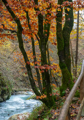 Several Autumn trees in Vintgar Gorge. Bright red leaves and stems covered with moss.