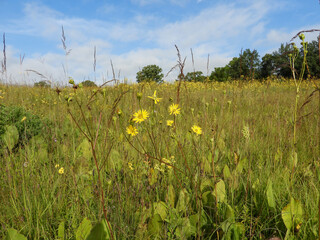Silphium terebinthinaceum — Prairie Dock in a Sunny Midwestern Native Prairie Habitat