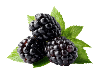 Harvesting fresh blackberries nature's bounty food isolated on transparent background