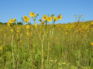 Silphium terebinthinaceum — Prairie Dock in a Sunny Midwestern Native Prairie Habitat
