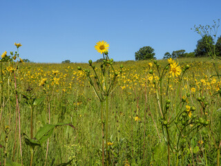 Silphium terebinthinaceum — Prairie Dock in a Sunny Midwestern Native Prairie Habitat