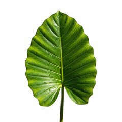 Large Vibrant Green Elephant Ear Leaf with Water Droplets Isolated on Black Background Detailed Veins and Jagged Edges Studio Lighting