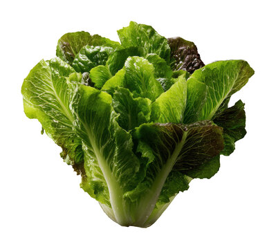 Harvesting fresh romaine lettuce organic farm food healthy living isolated on transparent background