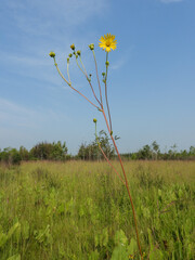 Silphium terebinthinaceum — Prairie Dock in a Sunny Midwestern Native Prairie Habitat