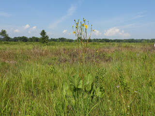 Silphium terebinthinaceum — Prairie Dock in a Sunny Midwestern Native Prairie Habitat