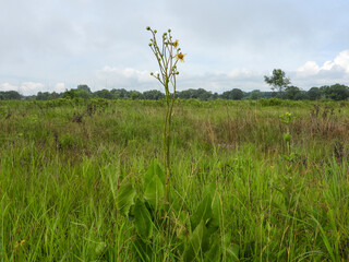 Silphium terebinthinaceum — Prairie Dock in a Sunny Midwestern Native Prairie Habitat