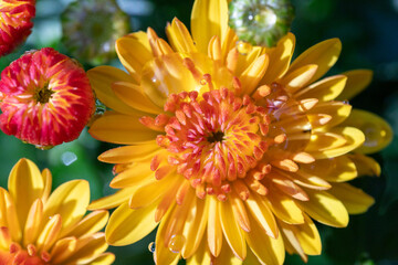 yellow and red flower