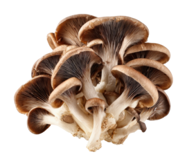 Harvesting fresh shiitake mushrooms forest garden food isolated on transparent background