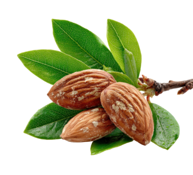 Harvesting fresh almonds in nature food green environment isolated on transparent background