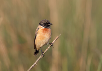 Adult male Siberian Stonechat. this photo was taken from Chittagong, Bangladesh