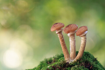 Dunkler Hallimasch (Armillaria ostoyae