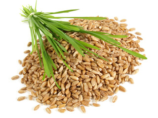 Food - Spelt Grain with Spelt Grass on white Background