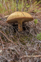 A penny bun mushroom growing in the floor of a pine forest, in the eastern Andean mountains of central Colombia, near the town of Motavita.