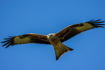 Rotmilan (Milvus milvus)